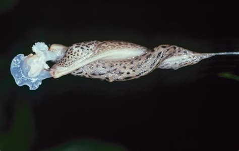 sexy slug|Leopard slugs mate in the most beautifully bizarre way – and nobody.